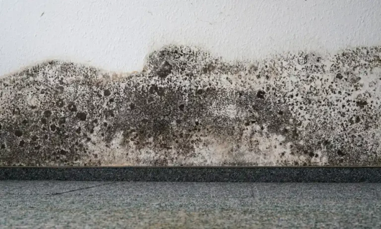 How to Prevent Mold After Water Damage